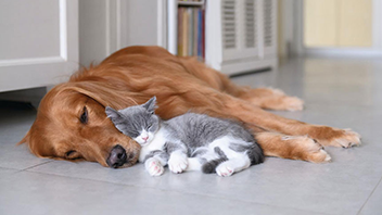 Tier-Krankenversicherung